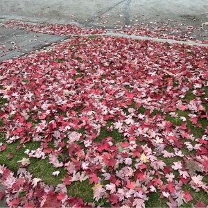 Meet your Posher, Pari